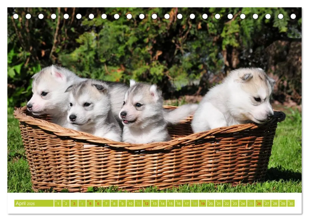 Bild: 9783516154054 | Siberian Husky - der Urtyp (Tischkalender 2026 DIN A5 quer),...