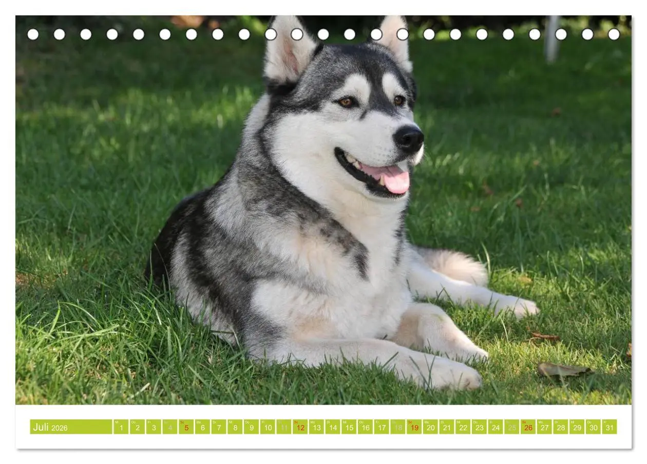 Bild: 9783516154054 | Siberian Husky - der Urtyp (Tischkalender 2026 DIN A5 quer),...