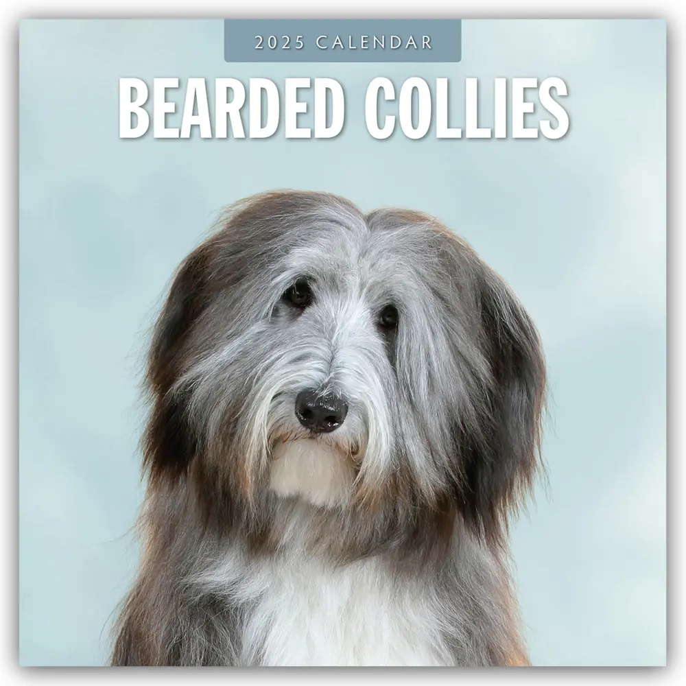 Cover: 9781804424254 | Bearded Collies - Bearded Collie 2025 - 16-Monatskalender | Ltd | 2025