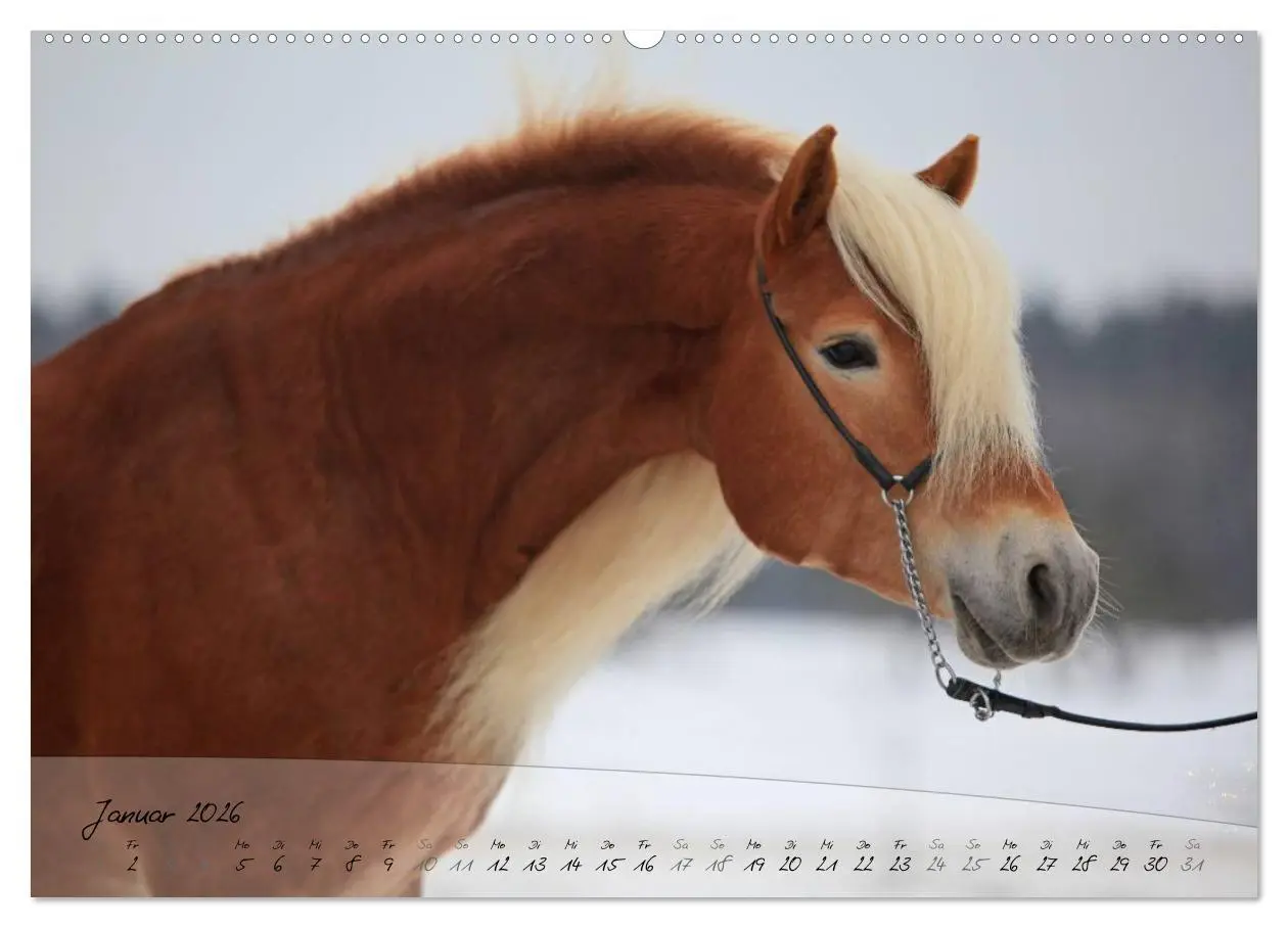 Bild: 9783457974254 | Haflinger-Pferde in Reinzucht (hochwertiger Premium Wandkalender...