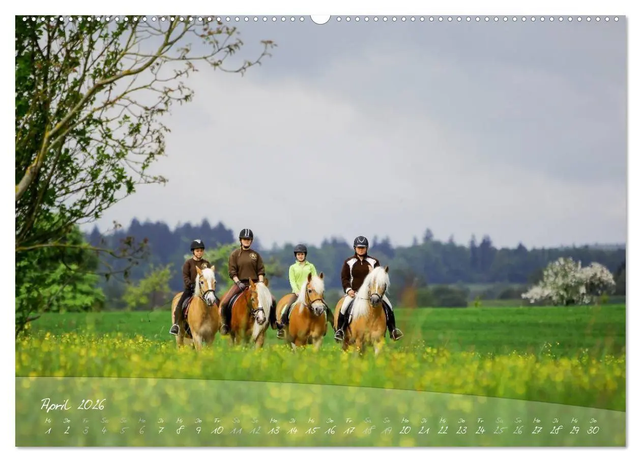 Bild: 9783457974254 | Haflinger-Pferde in Reinzucht (hochwertiger Premium Wandkalender...