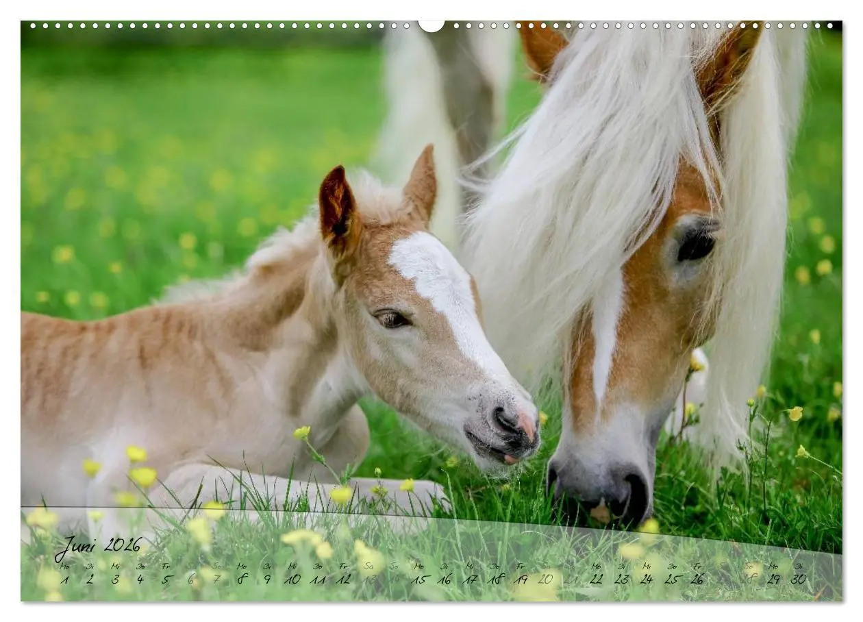 Bild: 9783457974254 | Haflinger-Pferde in Reinzucht (hochwertiger Premium Wandkalender...