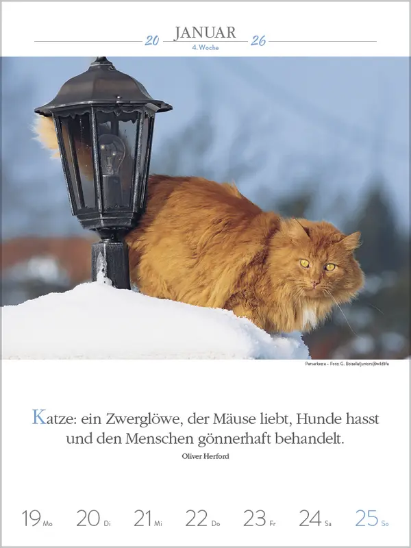 Bild: 9783731884354 | Literaturkalender Katzen 2026 | Verlag Korsch | Kalender | 54 S.