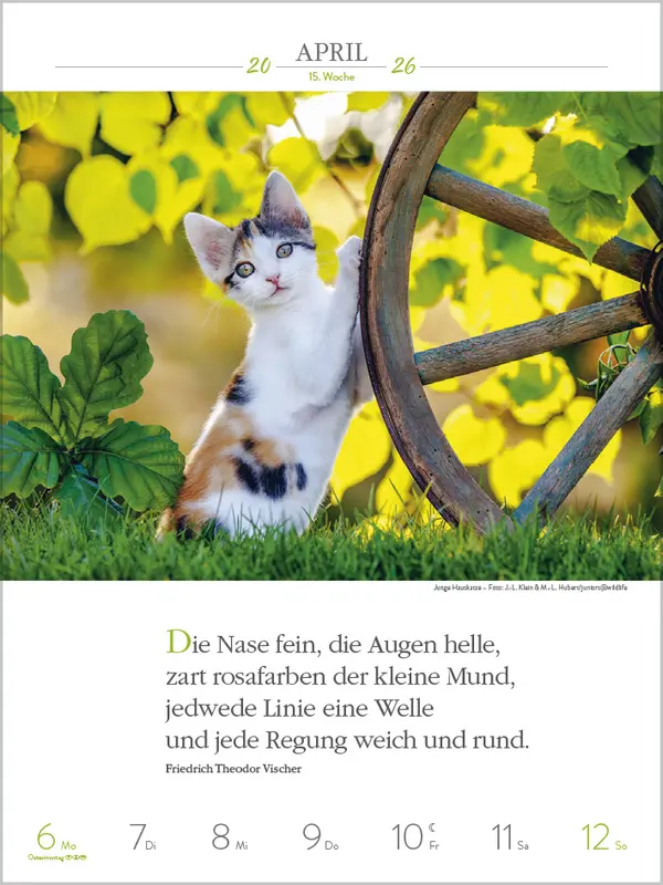 Bild: 9783731884354 | Literaturkalender Katzen 2026 | Verlag Korsch | Kalender | 54 S.