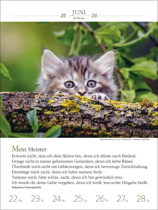 Bild: 9783731884354 | Literaturkalender Katzen 2026 | Verlag Korsch | Kalender | 54 S.