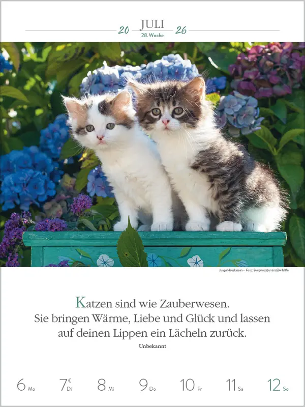 Bild: 9783731884354 | Literaturkalender Katzen 2026 | Verlag Korsch | Kalender | 54 S.