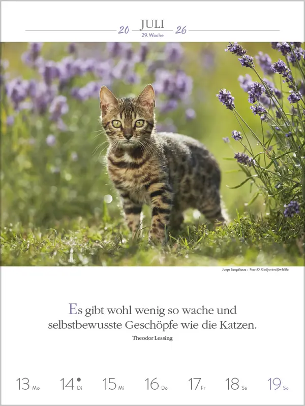 Bild: 9783731884354 | Literaturkalender Katzen 2026 | Verlag Korsch | Kalender | 54 S.