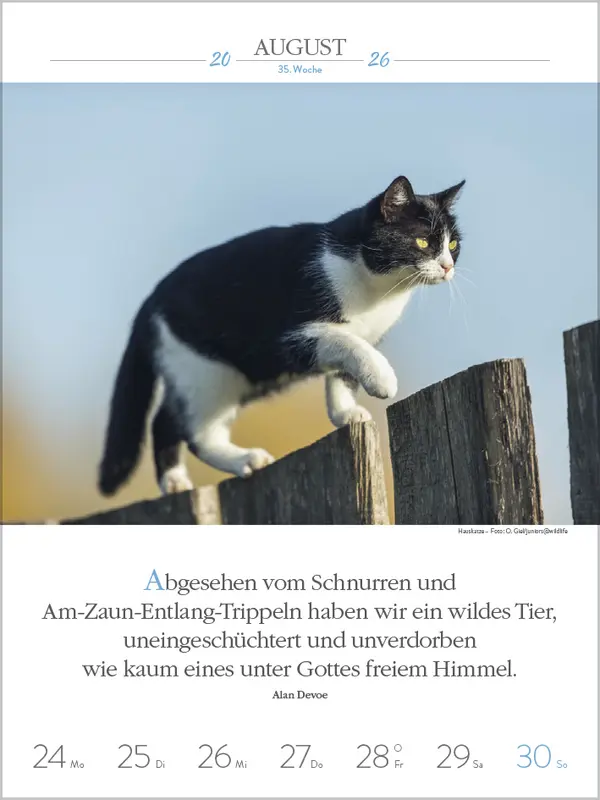 Bild: 9783731884354 | Literaturkalender Katzen 2026 | Verlag Korsch | Kalender | 54 S.