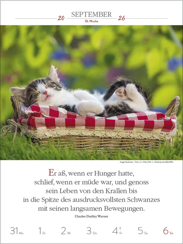 Bild: 9783731884354 | Literaturkalender Katzen 2026 | Verlag Korsch | Kalender | 54 S.