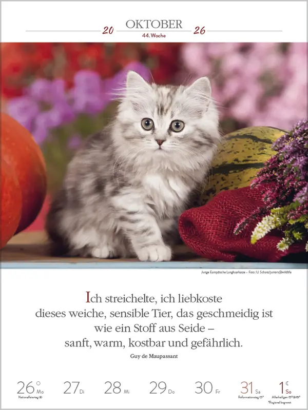 Bild: 9783731884354 | Literaturkalender Katzen 2026 | Verlag Korsch | Kalender | 54 S.