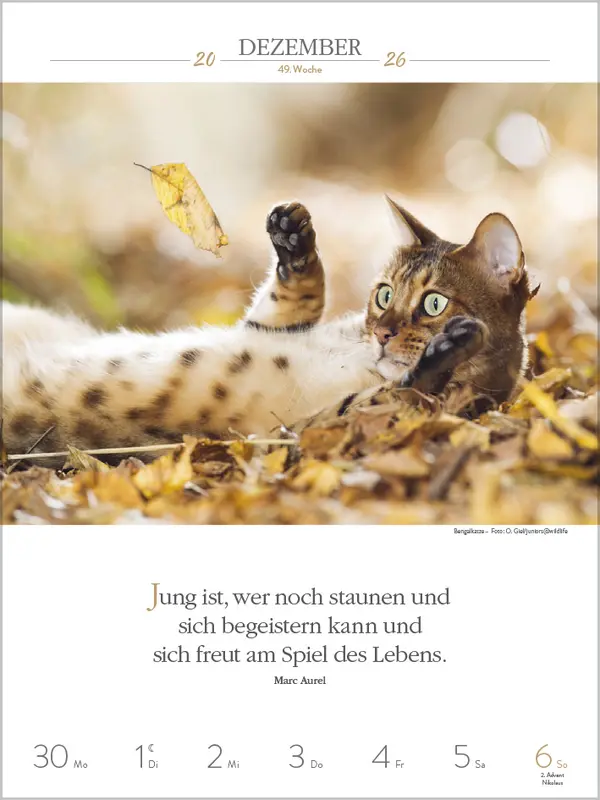Bild: 9783731884354 | Literaturkalender Katzen 2026 | Verlag Korsch | Kalender | 54 S.