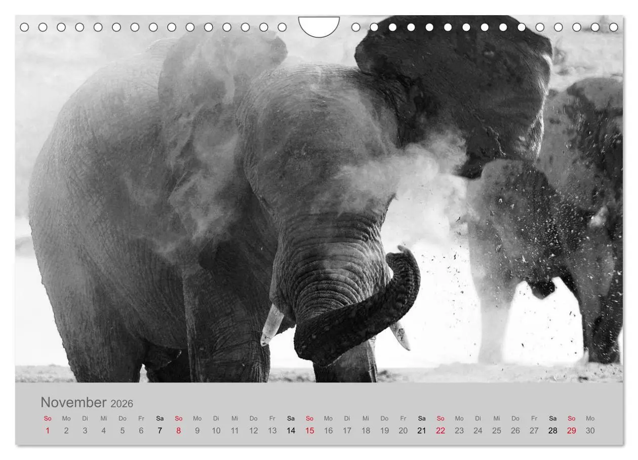 Bild: 9783457884454 | Die Seelen der wilden Tiere (Wandkalender 2026 DIN A4 quer),...