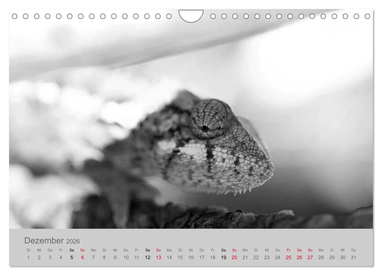 Bild: 9783457884454 | Die Seelen der wilden Tiere (Wandkalender 2026 DIN A4 quer),...