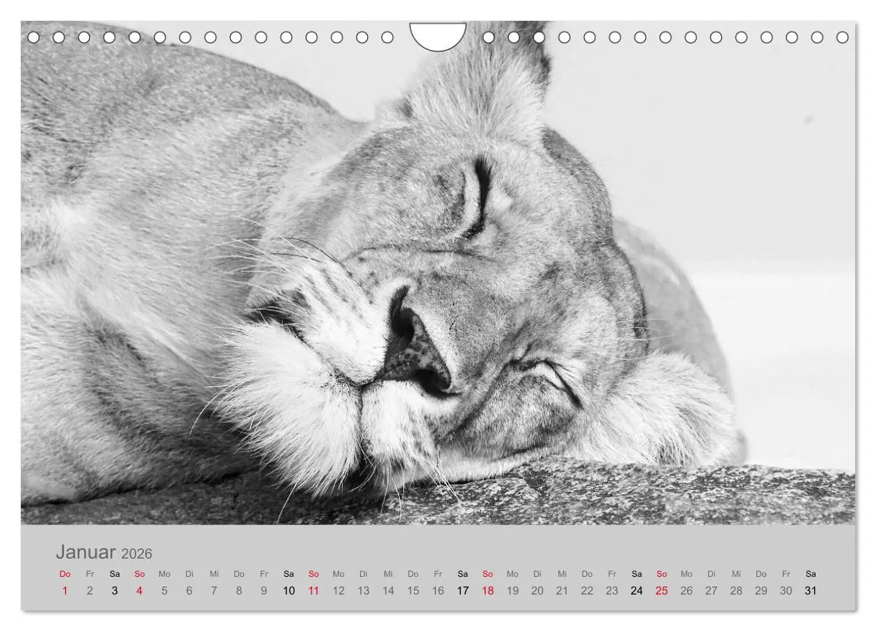 Bild: 9783457884454 | Die Seelen der wilden Tiere (Wandkalender 2026 DIN A4 quer),...