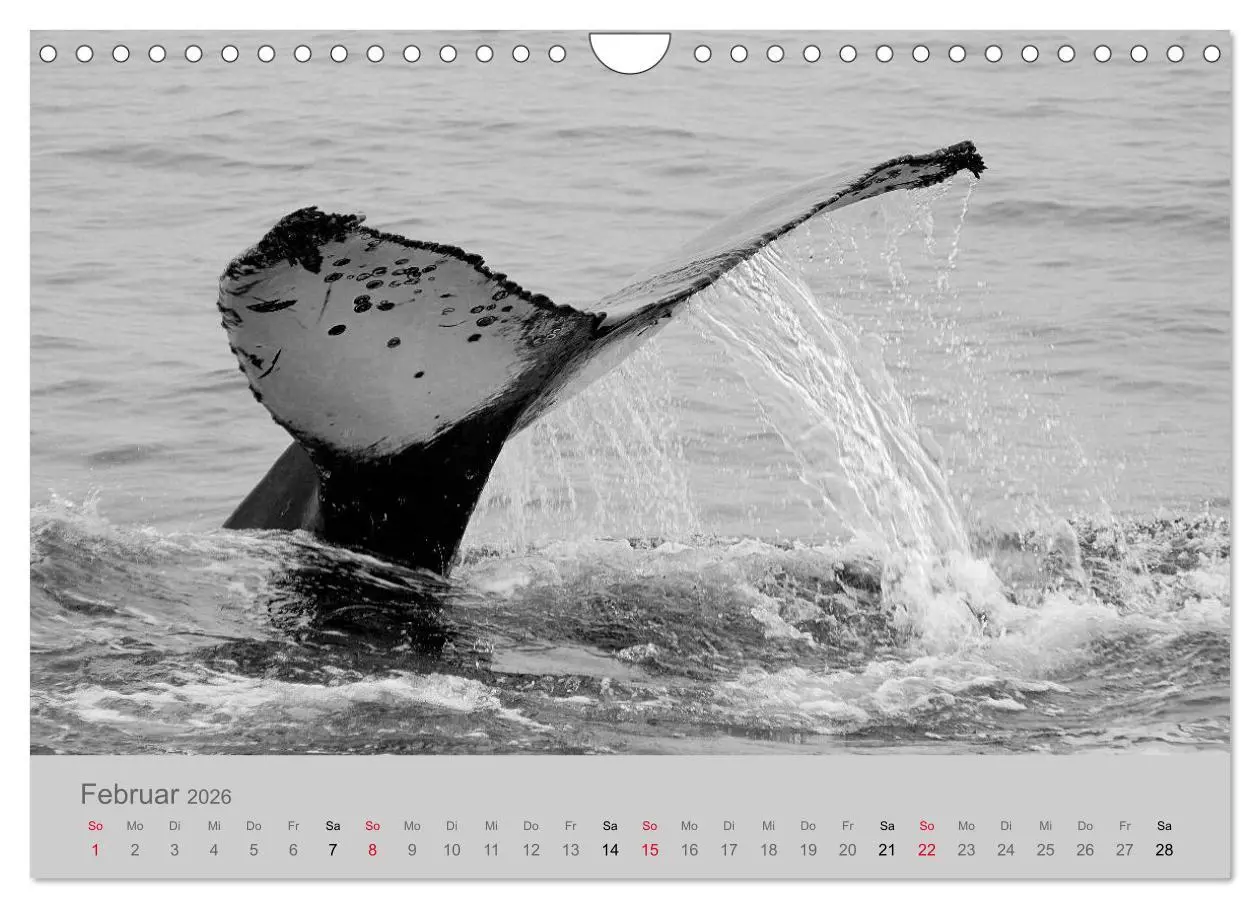 Bild: 9783457884454 | Die Seelen der wilden Tiere (Wandkalender 2026 DIN A4 quer),...