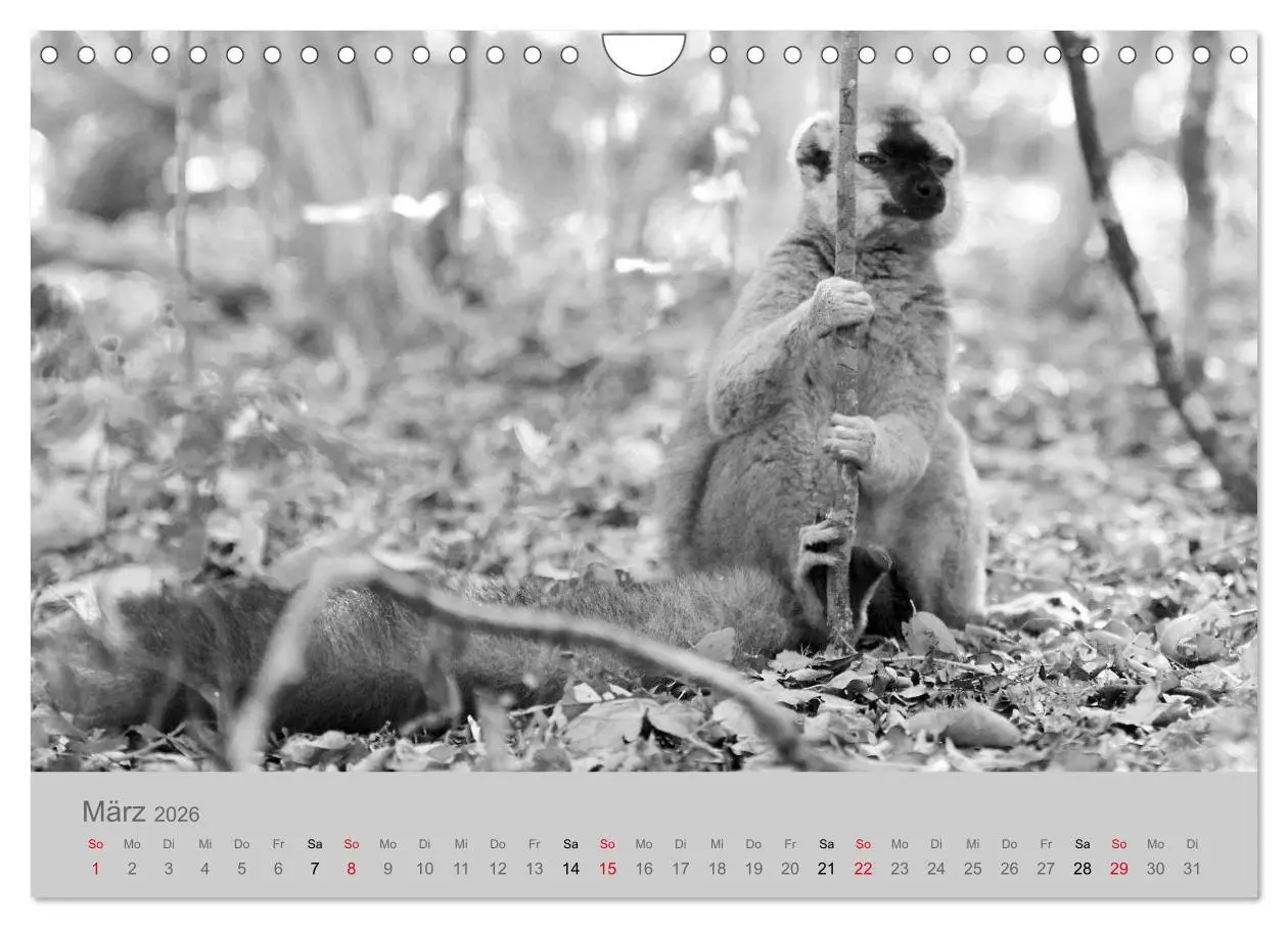 Bild: 9783457884454 | Die Seelen der wilden Tiere (Wandkalender 2026 DIN A4 quer),...