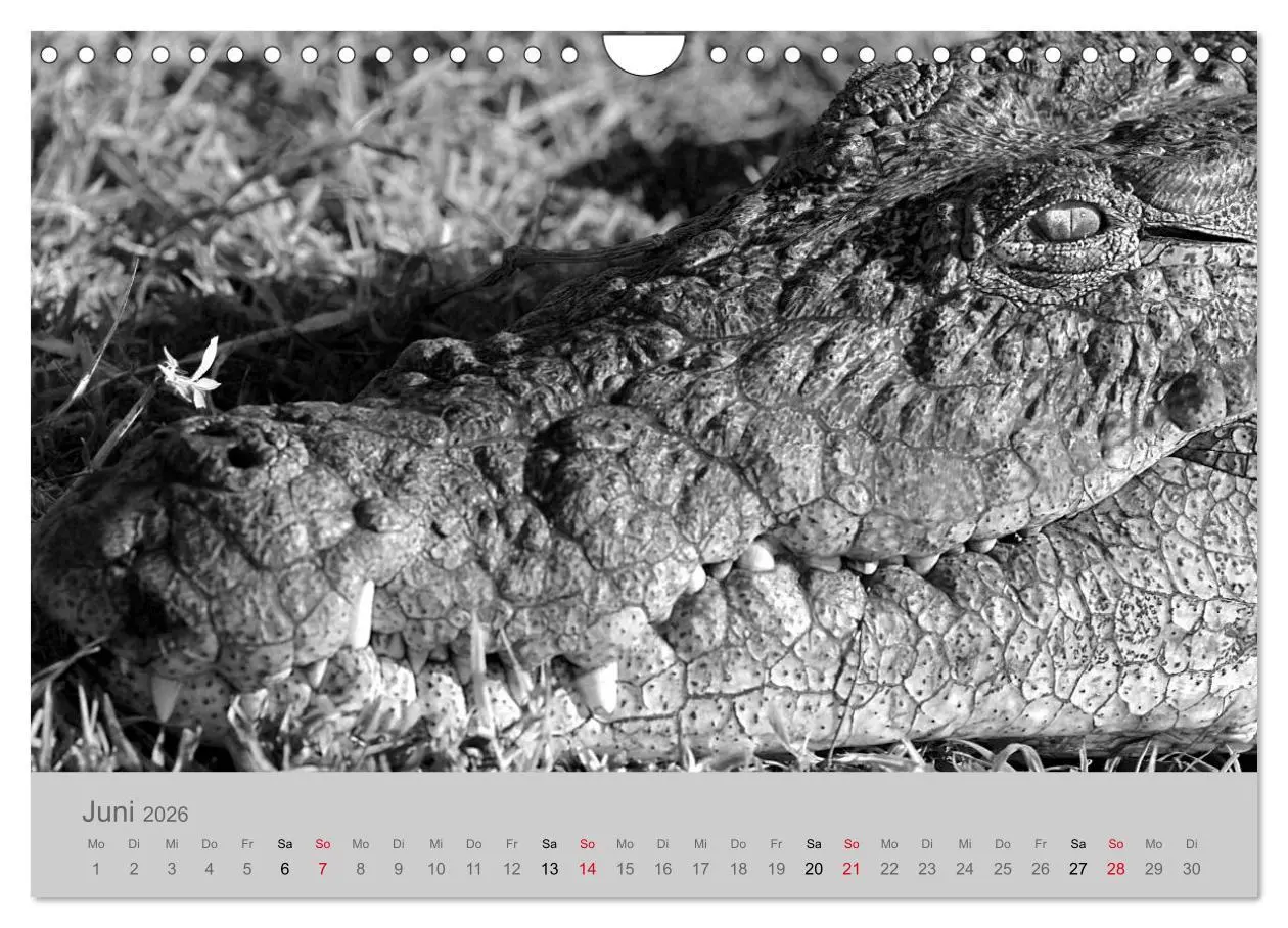 Bild: 9783457884454 | Die Seelen der wilden Tiere (Wandkalender 2026 DIN A4 quer),...