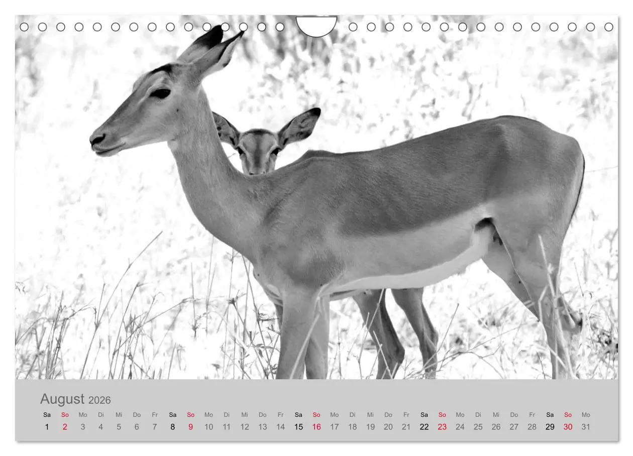 Bild: 9783457884454 | Die Seelen der wilden Tiere (Wandkalender 2026 DIN A4 quer),...