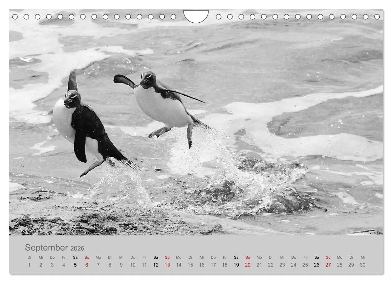 Bild: 9783457884454 | Die Seelen der wilden Tiere (Wandkalender 2026 DIN A4 quer),...