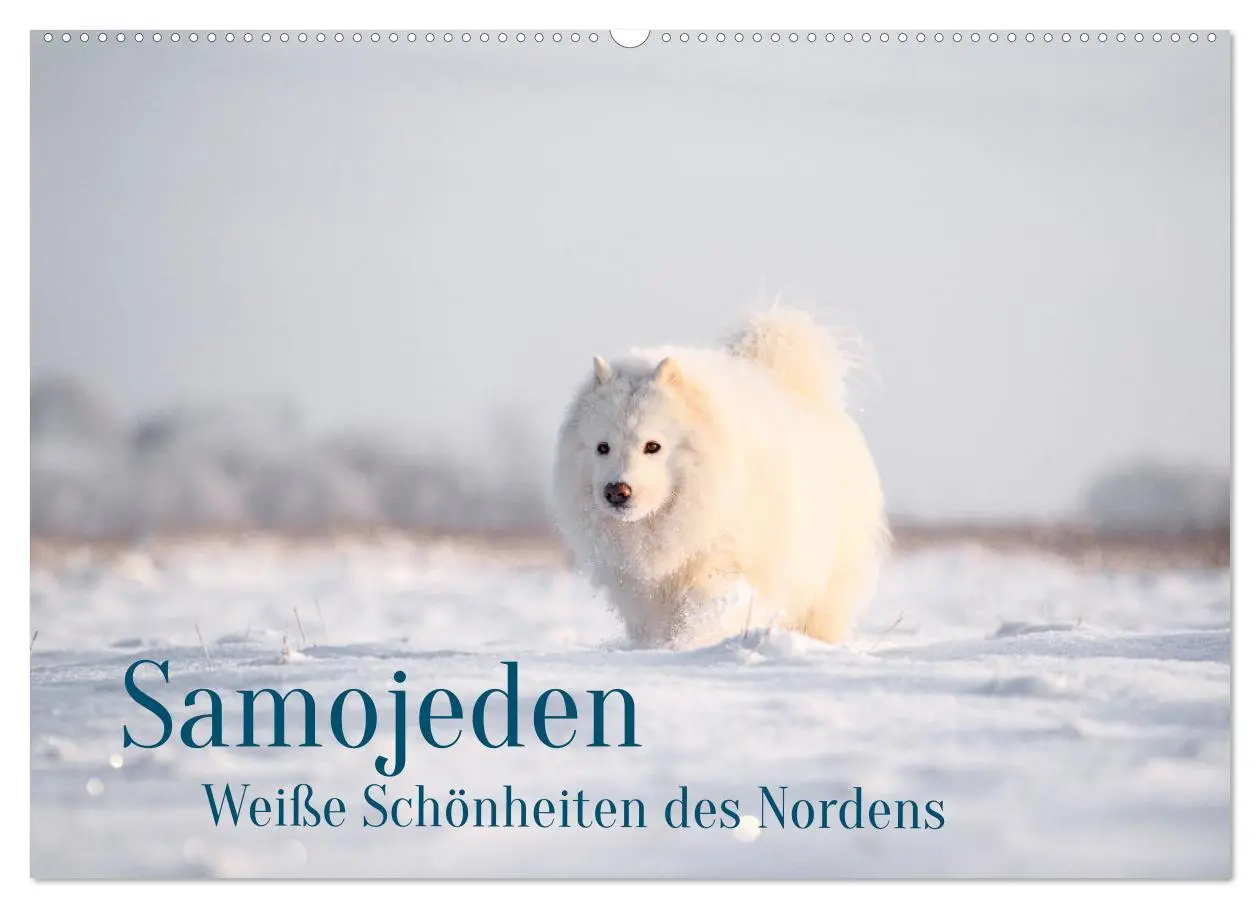 Cover: 9783457954454 | Samojeden - Liebenswerte Fellkugeln (Wandkalender 2026 DIN A2...