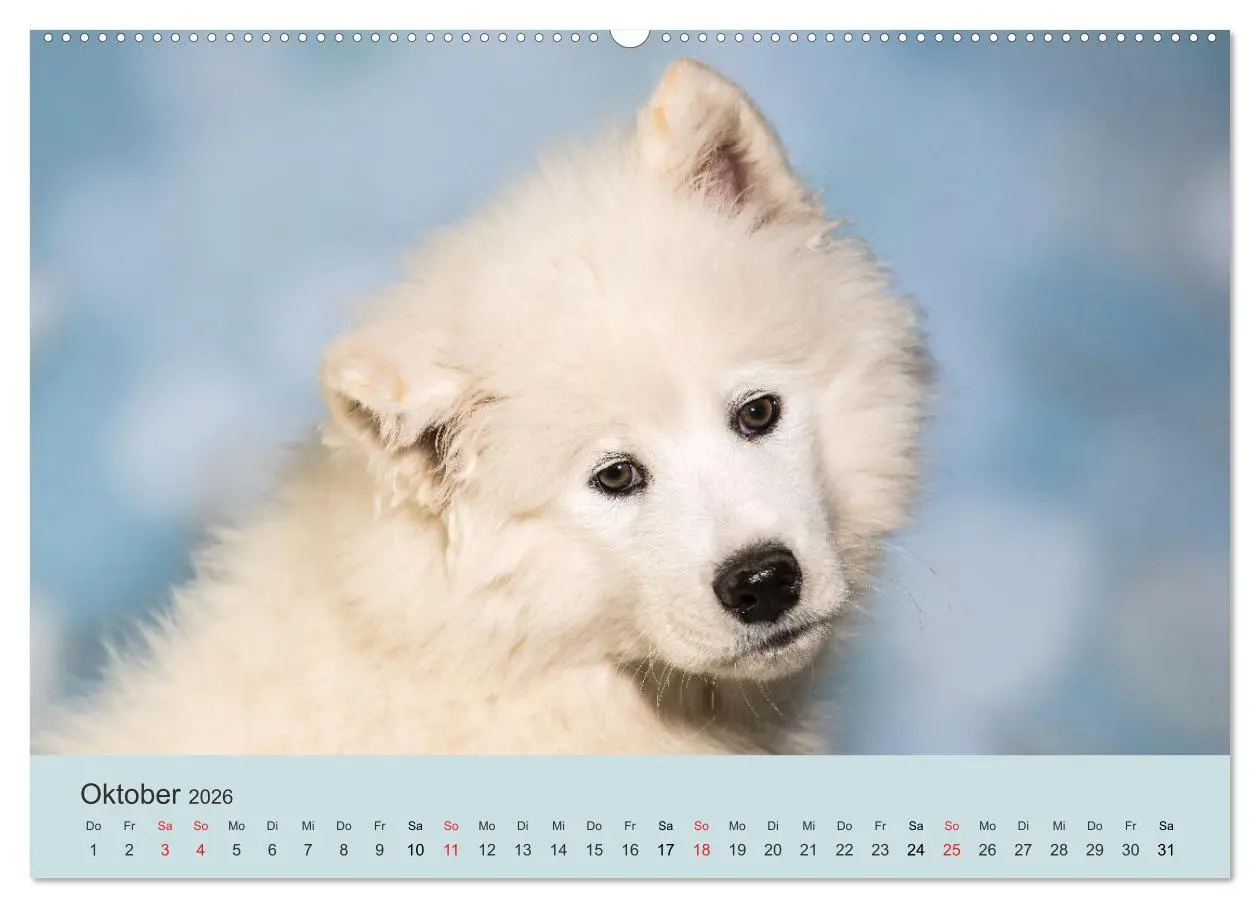 Bild: 9783457954454 | Samojeden - Liebenswerte Fellkugeln (Wandkalender 2026 DIN A2...