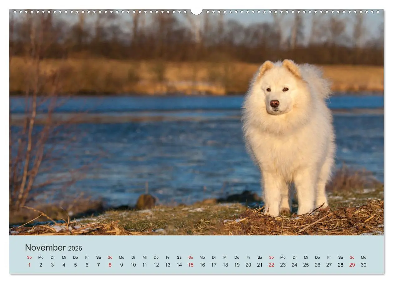 Bild: 9783457954454 | Samojeden - Liebenswerte Fellkugeln (Wandkalender 2026 DIN A2...