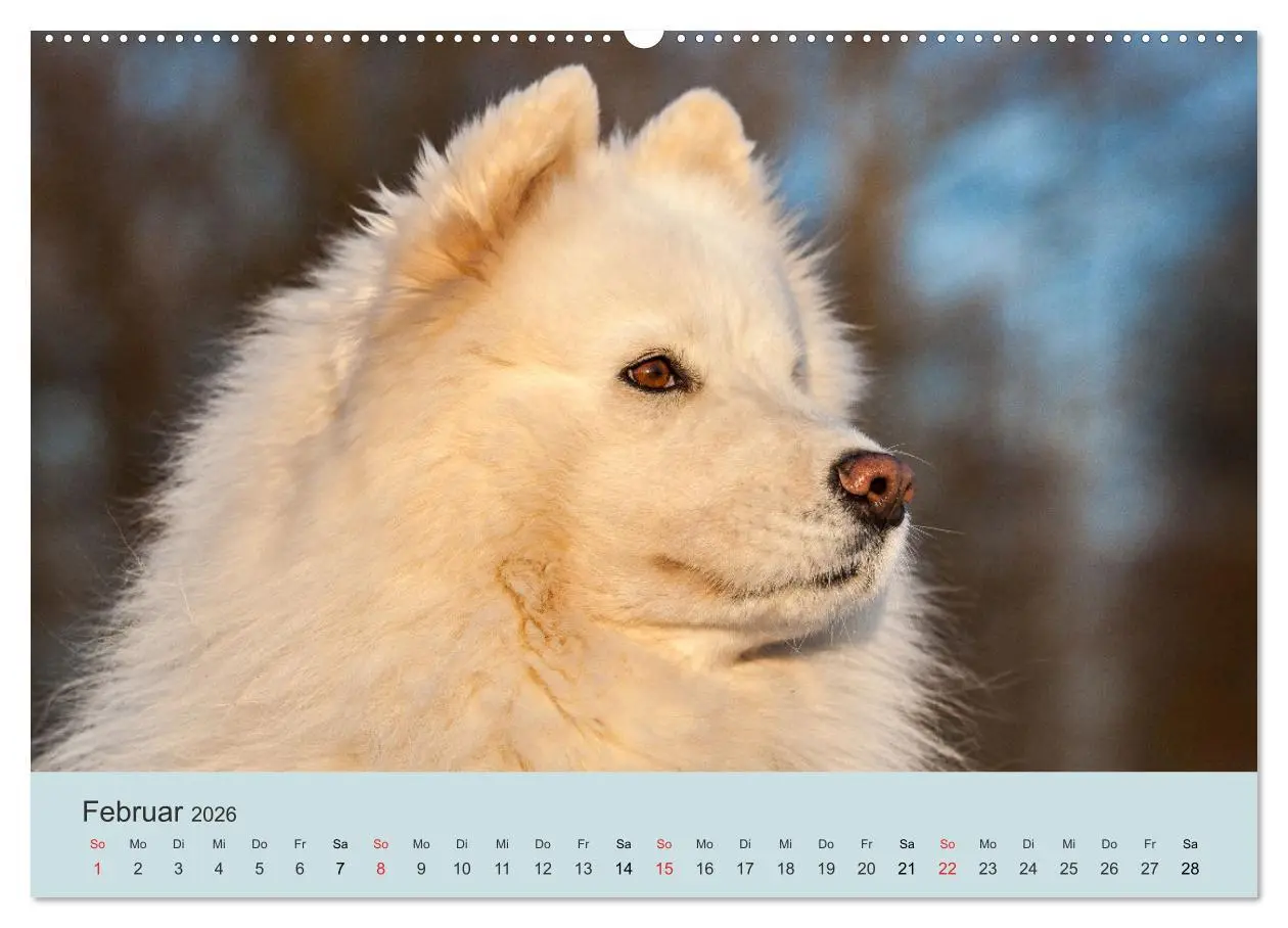 Bild: 9783457954454 | Samojeden - Liebenswerte Fellkugeln (Wandkalender 2026 DIN A2...