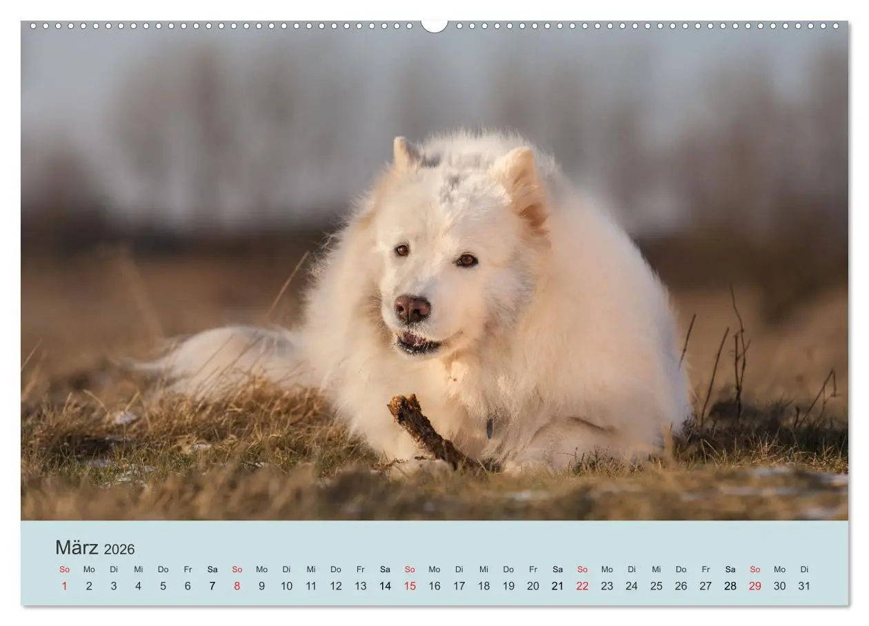 Bild: 9783457954454 | Samojeden - Liebenswerte Fellkugeln (Wandkalender 2026 DIN A2...