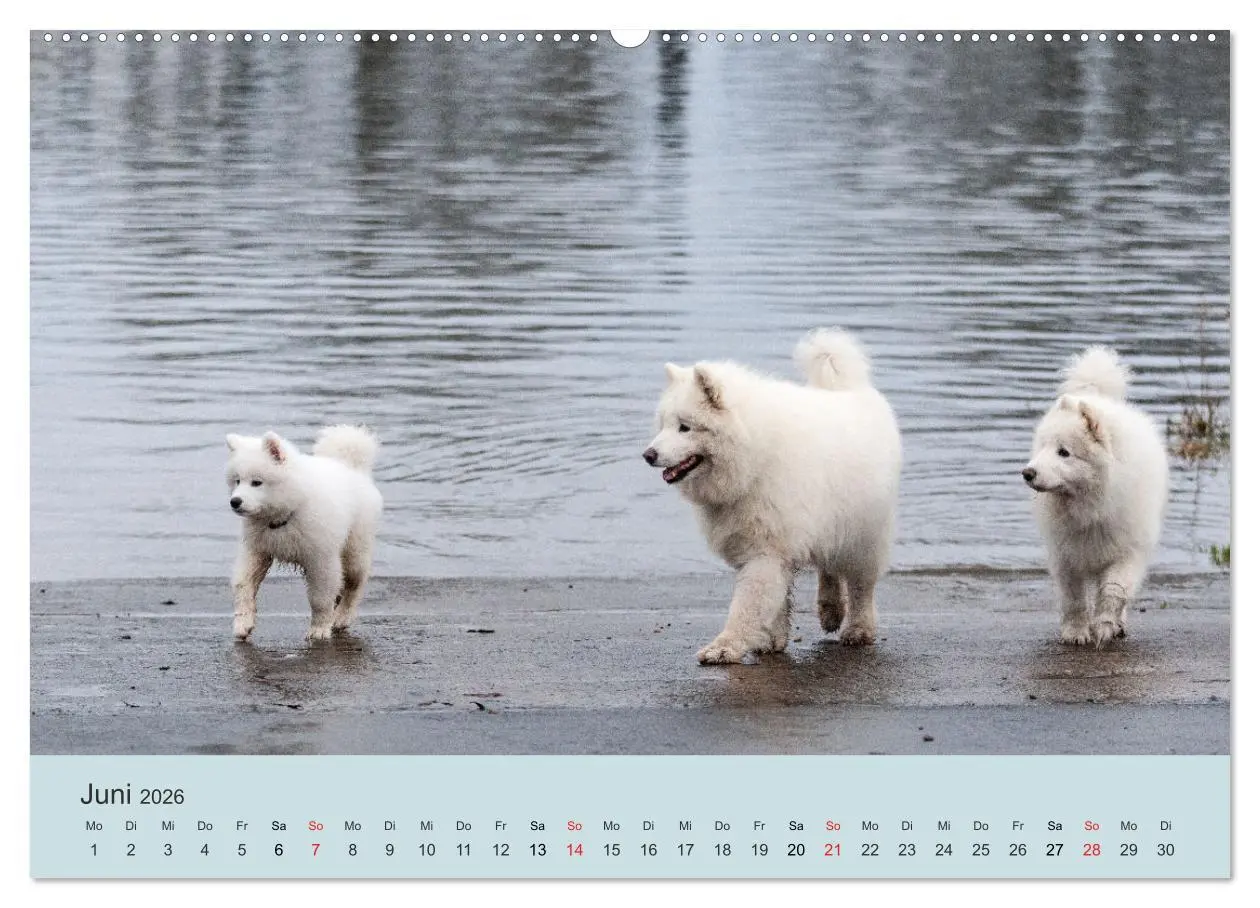 Bild: 9783457954454 | Samojeden - Liebenswerte Fellkugeln (Wandkalender 2026 DIN A2...