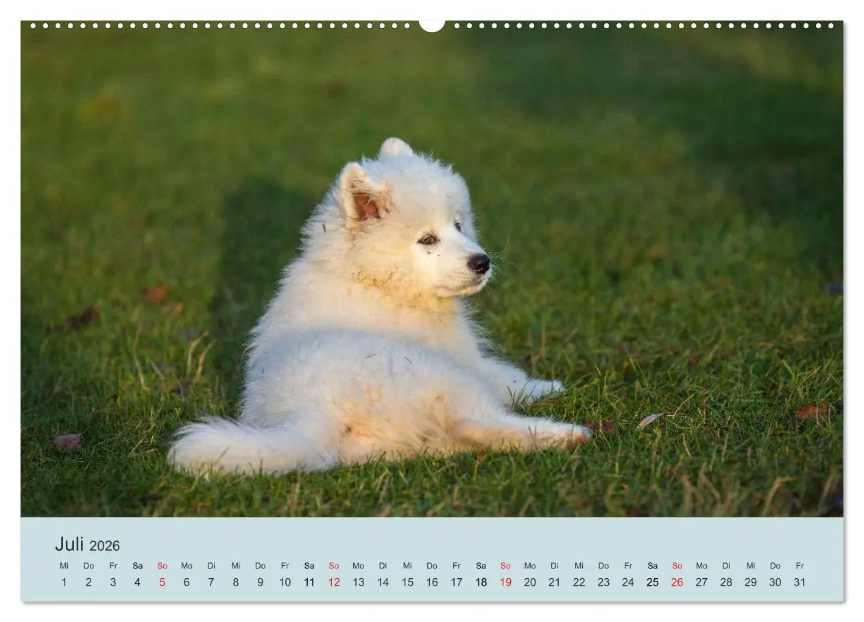 Bild: 9783457954454 | Samojeden - Liebenswerte Fellkugeln (Wandkalender 2026 DIN A2...