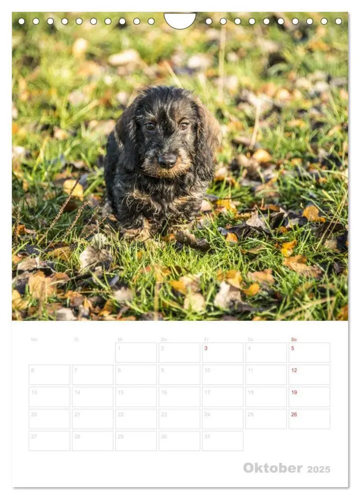 Bild: 9783457014554 | Der Dackel - mein kleiner Freund (Wandkalender 2025 DIN A4 hoch),...