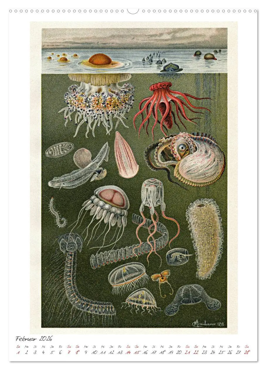Bild: 9783516404654 | Formenspiele der Evolution. Chromolithographien des 19....