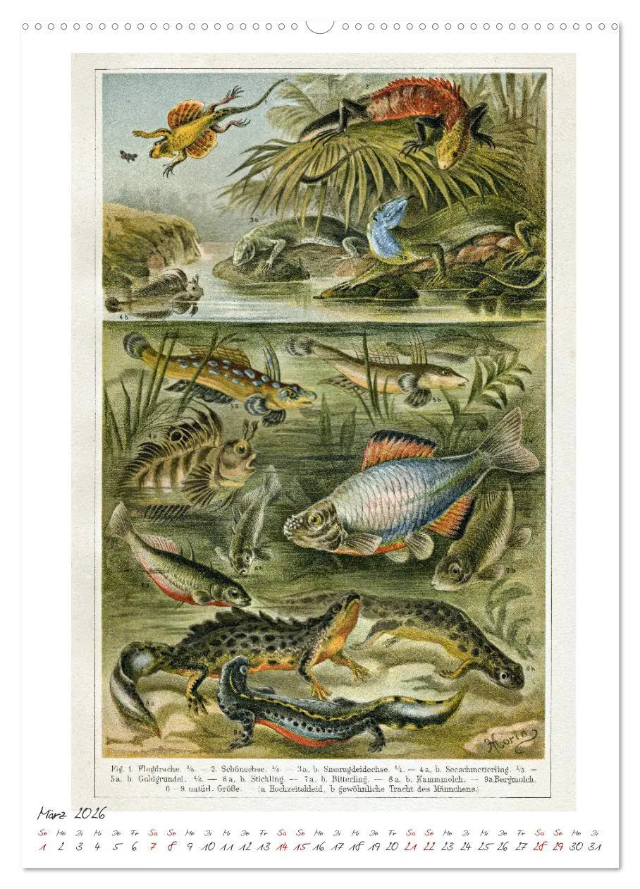 Bild: 9783516404654 | Formenspiele der Evolution. Chromolithographien des 19....