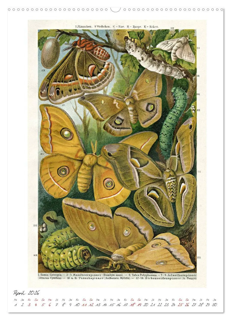 Bild: 9783516404654 | Formenspiele der Evolution. Chromolithographien des 19....