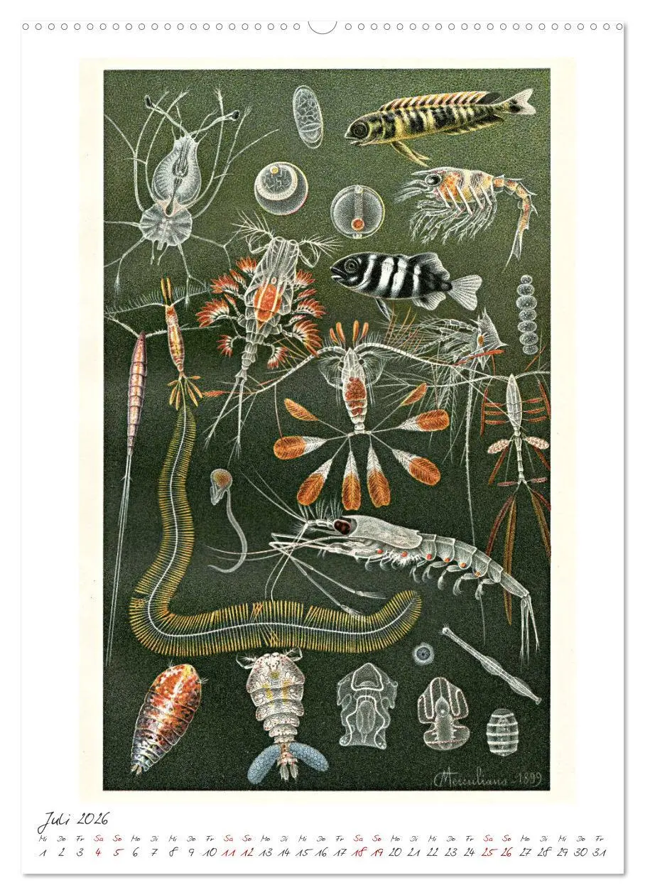 Bild: 9783516404654 | Formenspiele der Evolution. Chromolithographien des 19....