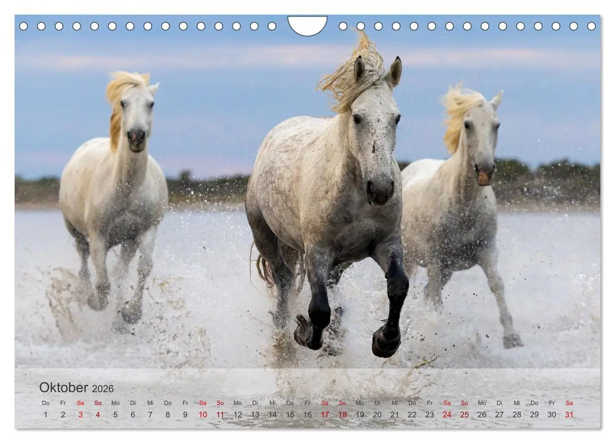 Bild: 9783457304754 | Die weißen Pferde der Camargue (Wandkalender 2026 DIN A4 quer),...