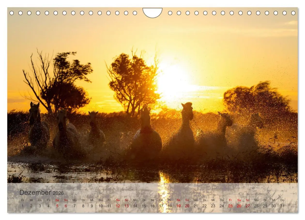 Bild: 9783457304754 | Die weißen Pferde der Camargue (Wandkalender 2026 DIN A4 quer),...