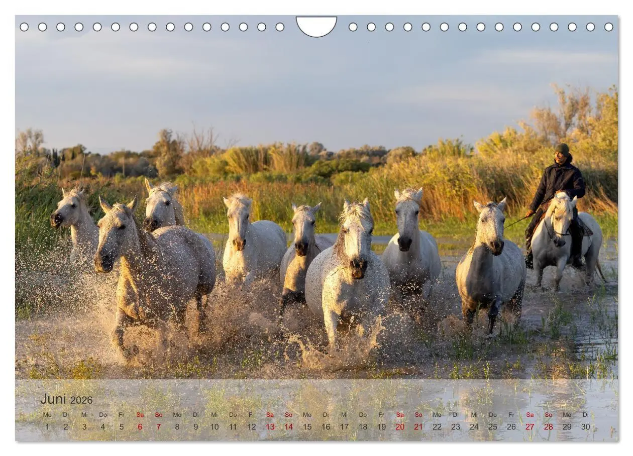 Bild: 9783457304754 | Die weißen Pferde der Camargue (Wandkalender 2026 DIN A4 quer),...