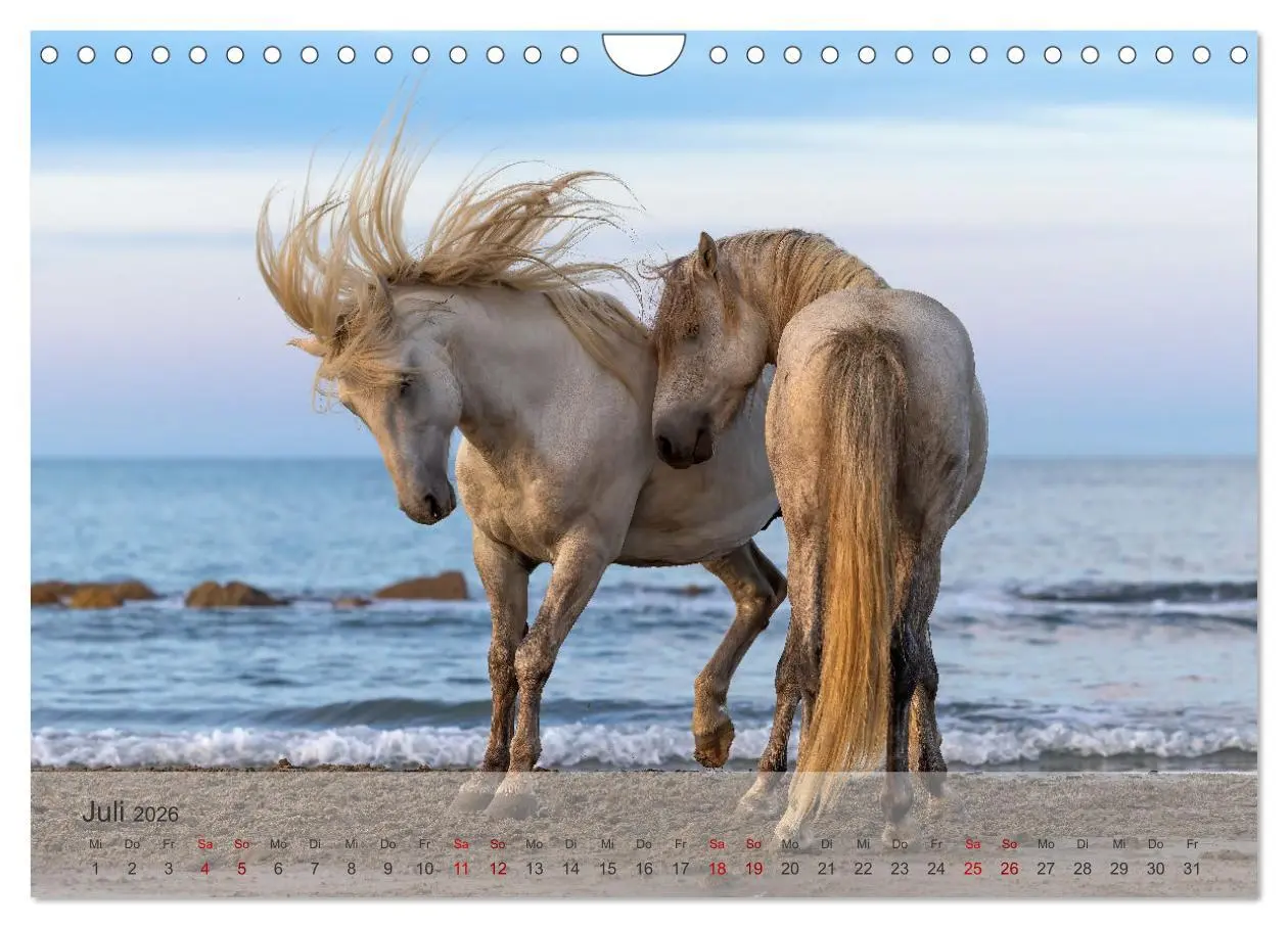 Bild: 9783457304754 | Die weißen Pferde der Camargue (Wandkalender 2026 DIN A4 quer),...