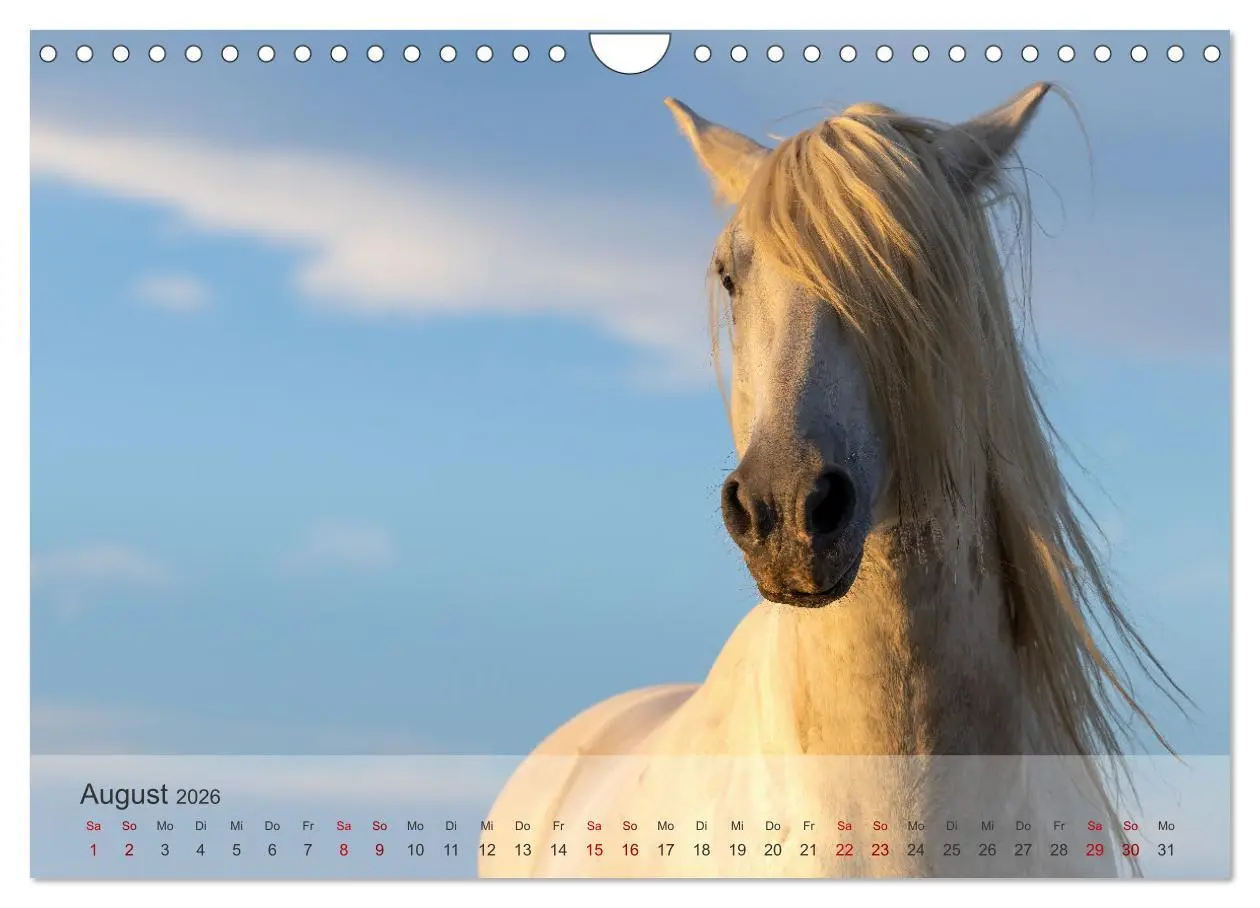 Bild: 9783457304754 | Die weißen Pferde der Camargue (Wandkalender 2026 DIN A4 quer),...