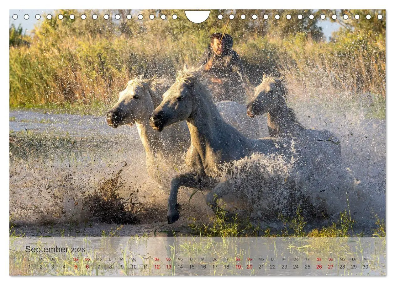 Bild: 9783457304754 | Die weißen Pferde der Camargue (Wandkalender 2026 DIN A4 quer),...