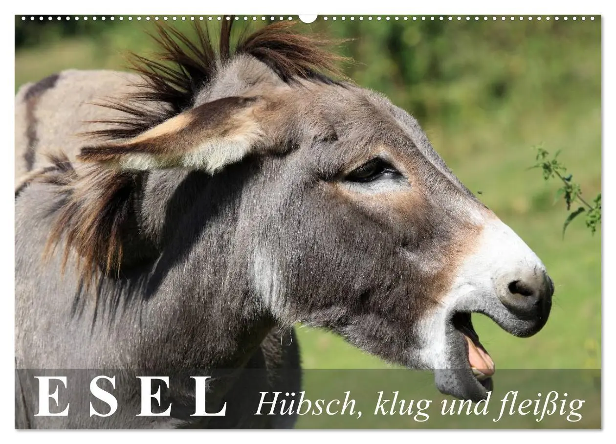 Cover: 9783516094954 | Esel - hübsch, klug und fleißig (Wandkalender 2026 DIN A2 quer),...