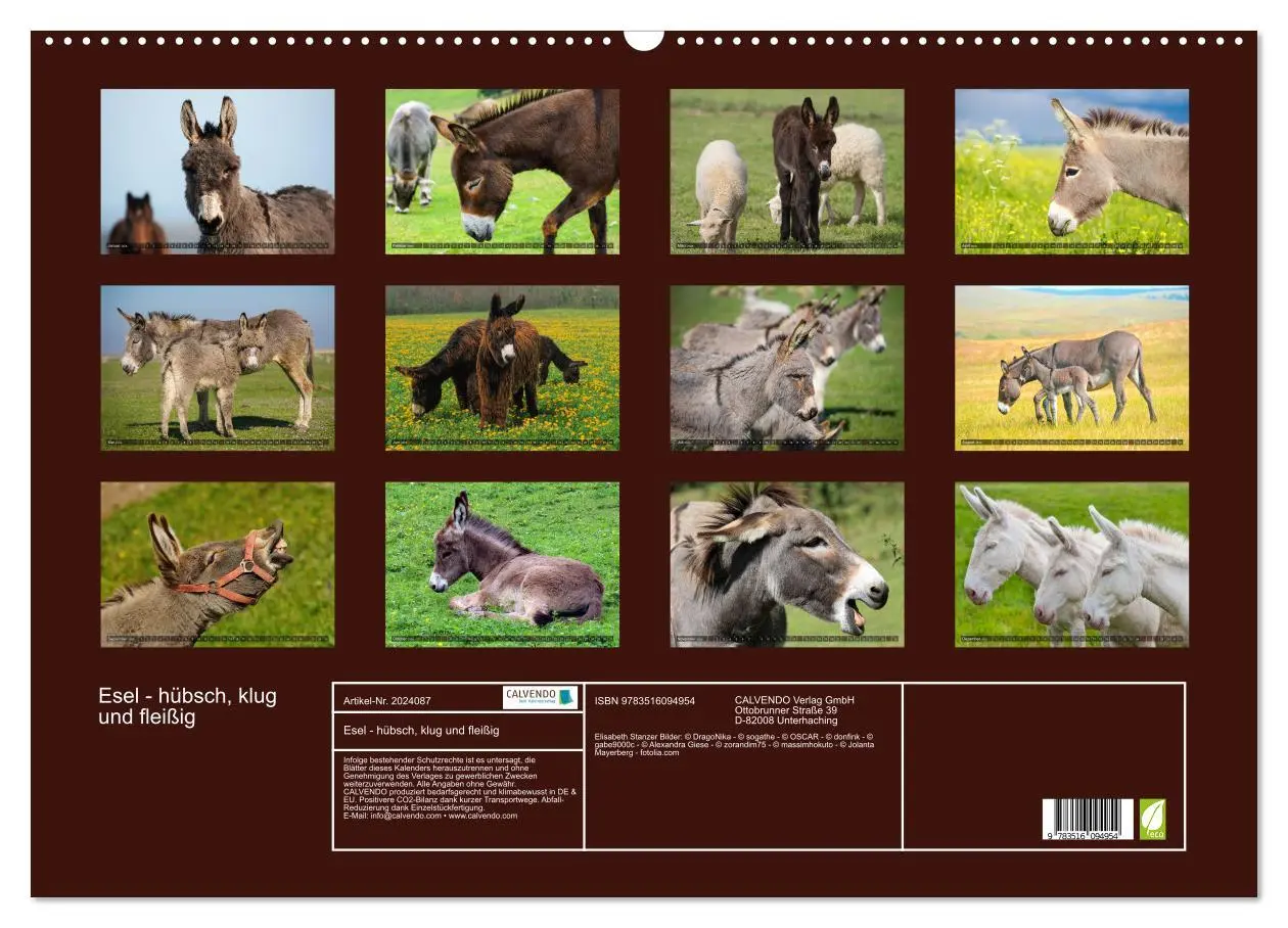 Bild: 9783516094954 | Esel - hübsch, klug und fleißig (Wandkalender 2026 DIN A2 quer),...