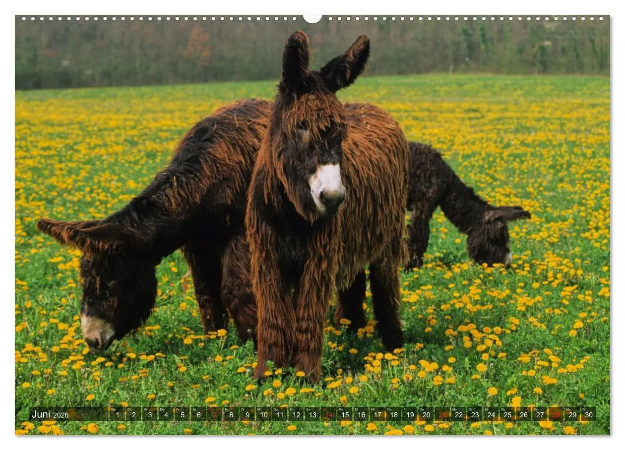 Bild: 9783516094954 | Esel - hübsch, klug und fleißig (Wandkalender 2026 DIN A2 quer),...