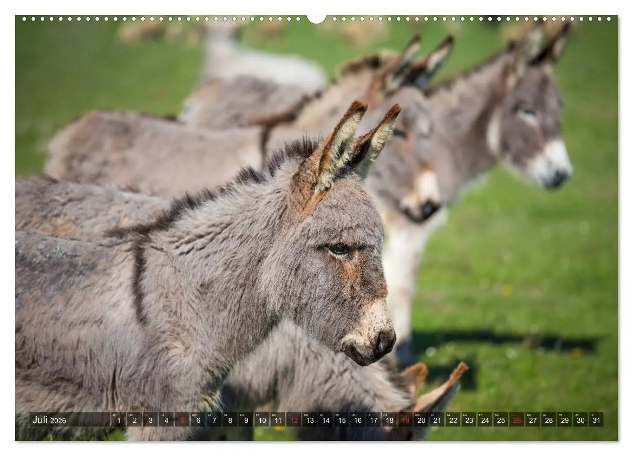 Bild: 9783516094954 | Esel - hübsch, klug und fleißig (Wandkalender 2026 DIN A2 quer),...