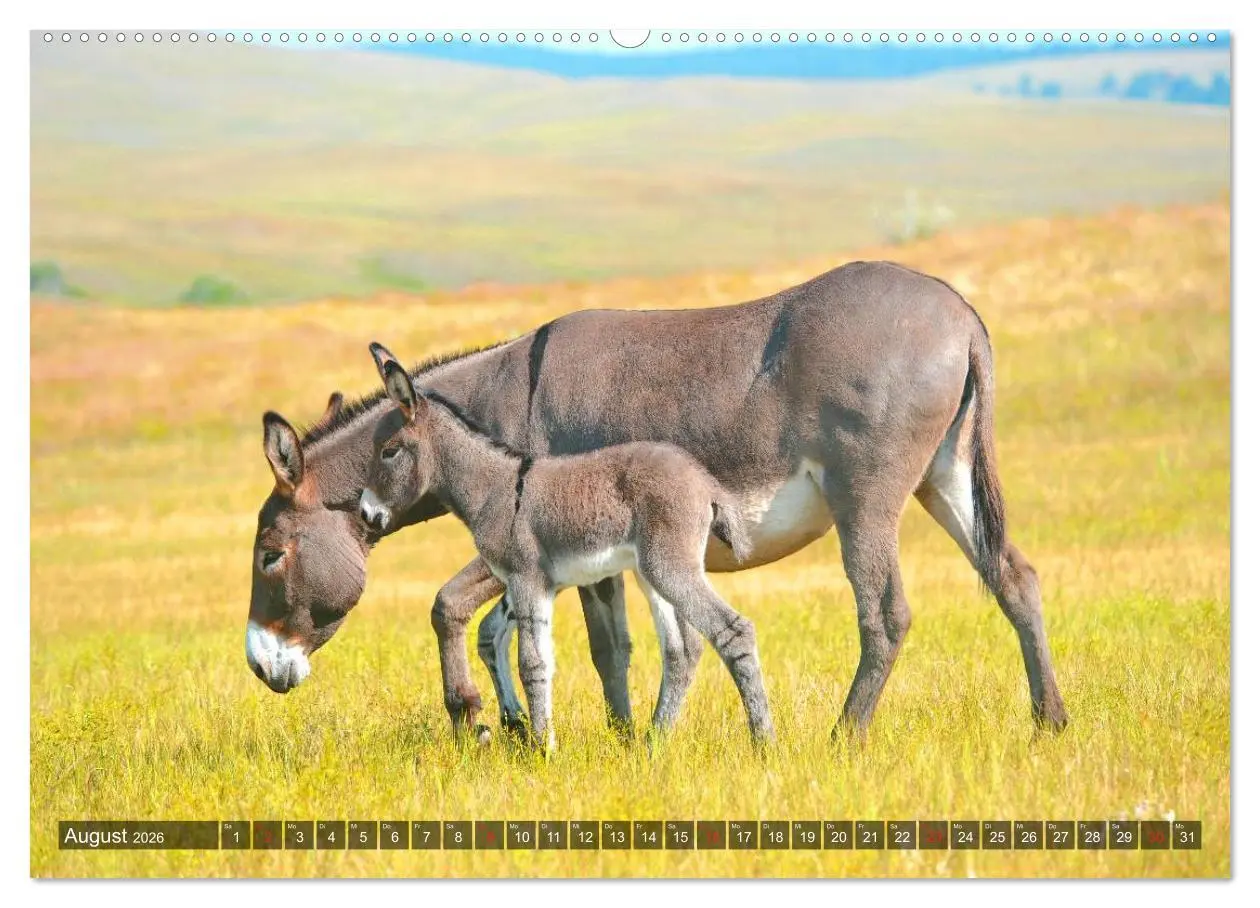 Bild: 9783516094954 | Esel - hübsch, klug und fleißig (Wandkalender 2026 DIN A2 quer),...