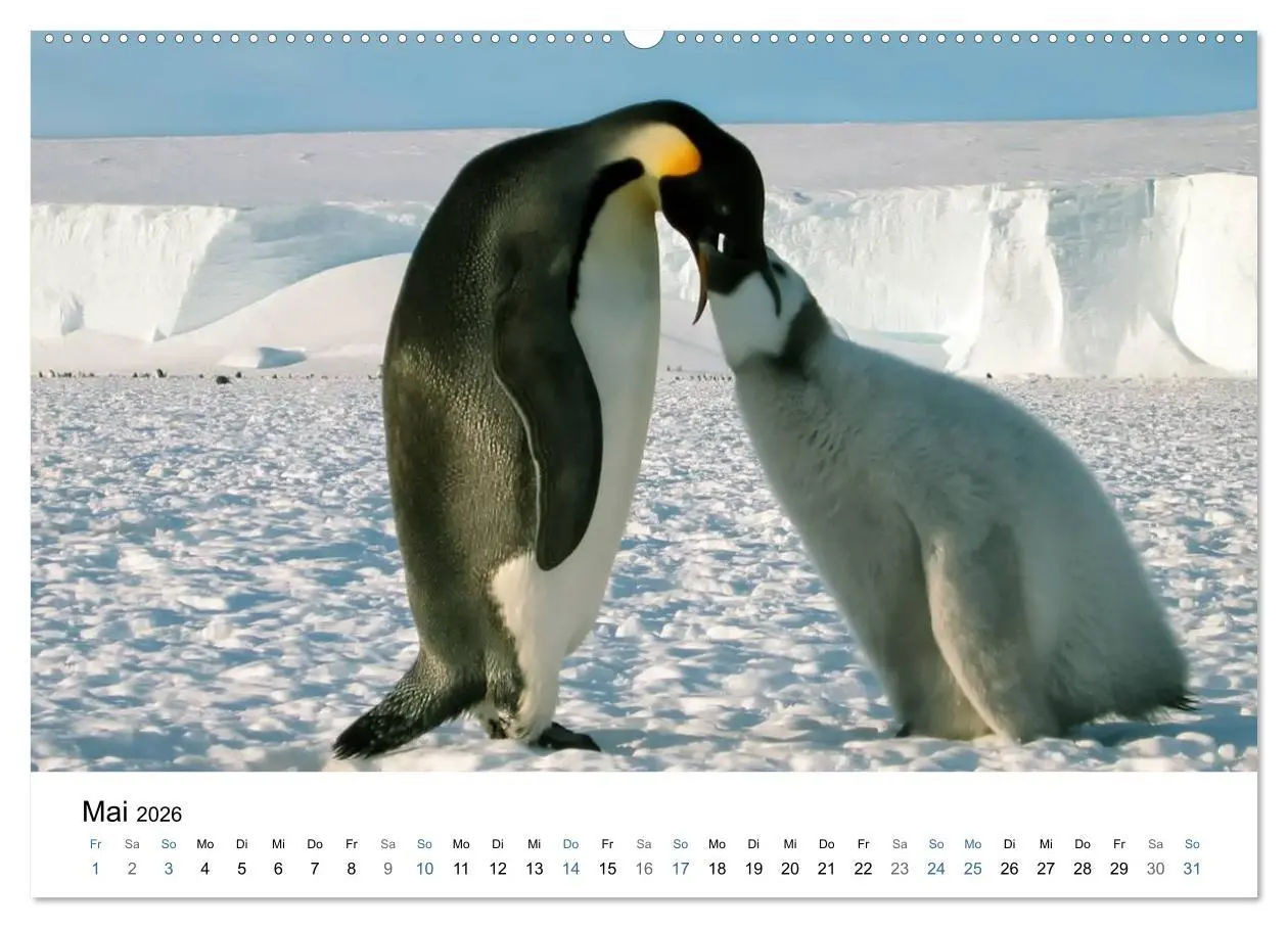 Bild: 9783516234954 | Antarktis (Wandkalender 2026 DIN A2 quer), CALVENDO Monatskalender
