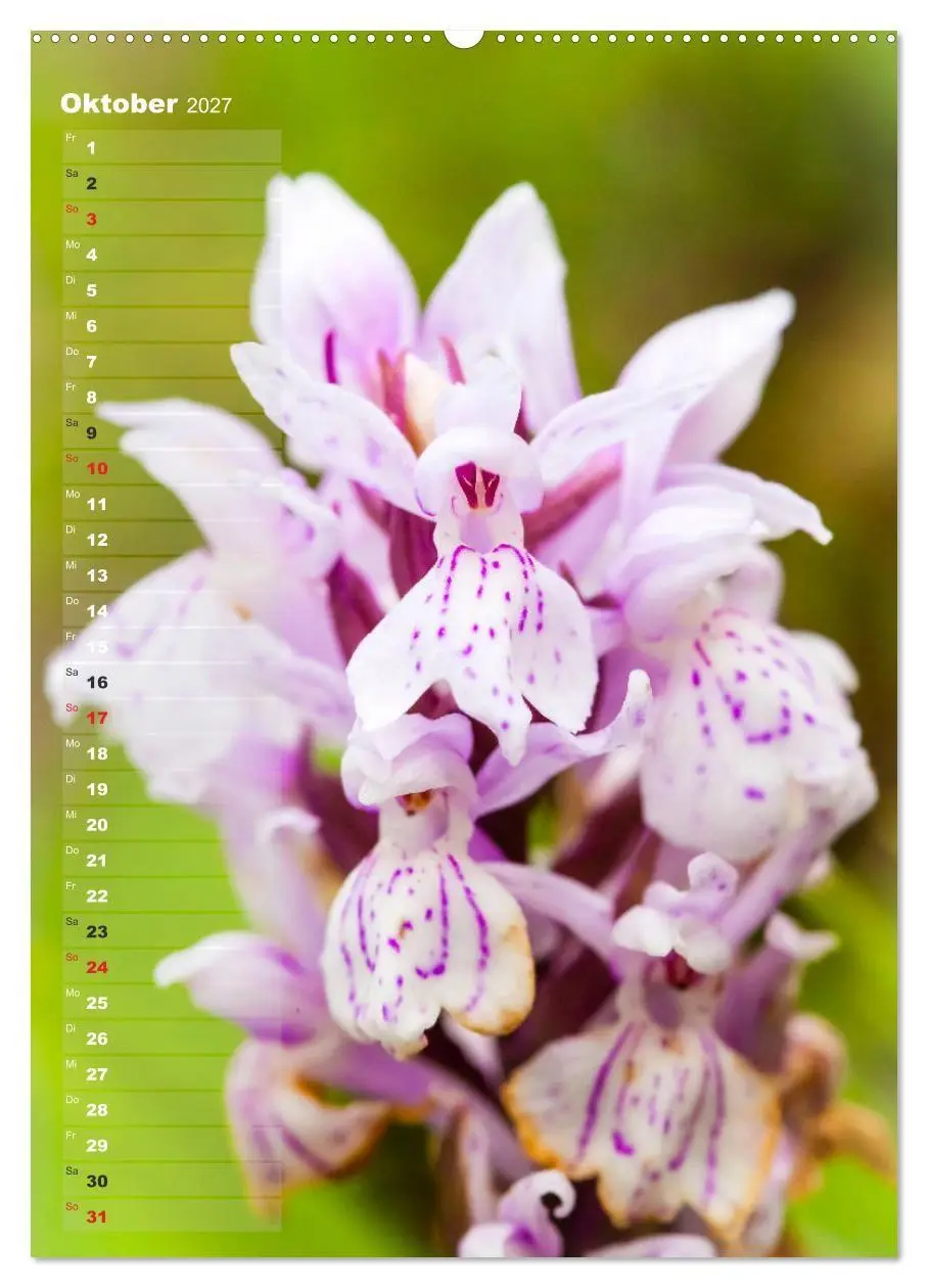 Bild: 9783569564954 | Auf der Suche nach Orchideen in Deutschland (Wandkalender 2027 DIN...