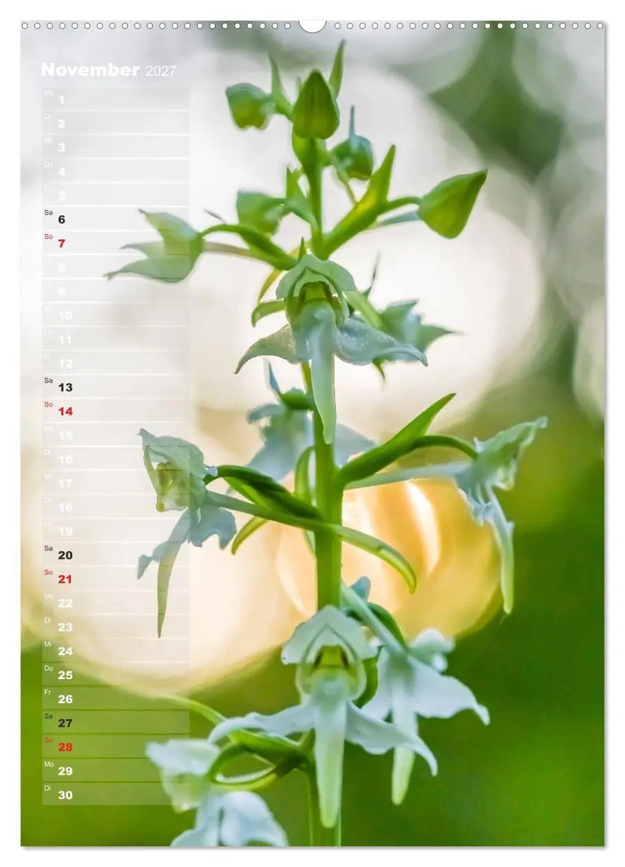 Bild: 9783569564954 | Auf der Suche nach Orchideen in Deutschland (Wandkalender 2027 DIN...