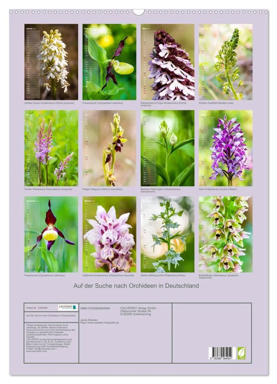 Bild: 9783569564954 | Auf der Suche nach Orchideen in Deutschland (Wandkalender 2027 DIN...